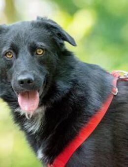 Albertina - Großerlach