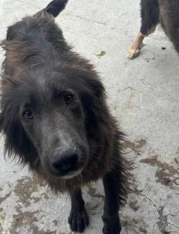 MALTE sucht seine Herzensmenschen! - Korschenbroich