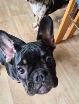 Französische Bulldoggen Weibchen - Rosenow