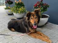 Collie-Mischling Sam - Eichenzell
