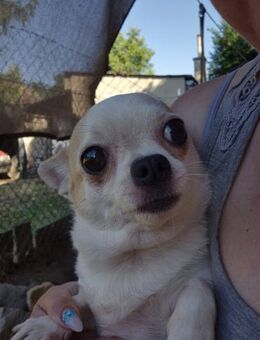 Tiffy 4-jährige Chihuahua - Kassel