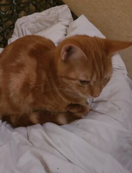 Wir suchen dringend ein neues Zuhause - Berlin Tempelhof-Schöneberg