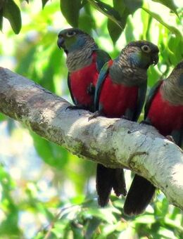 Rotbauchsittiche Pyrrhura perlata - Groß Miltzow