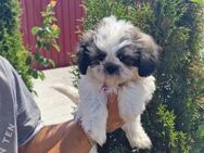 Benji 💙 sucht seine Familie - Kalkar