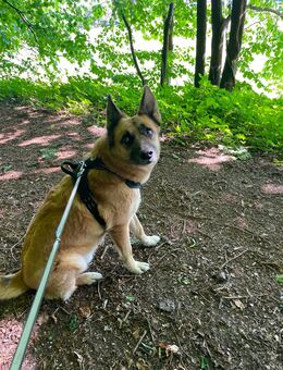 Rüde 7 Jahre - Prien (Chiemsee)