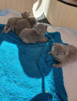 BKH Kitten - Nördlingen