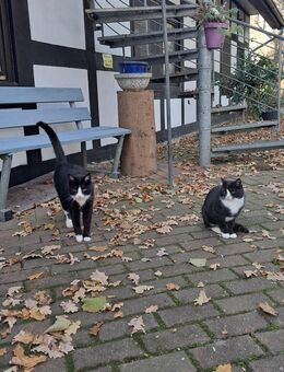 Katze Geschwisterpaar abzugeben - Bohmte