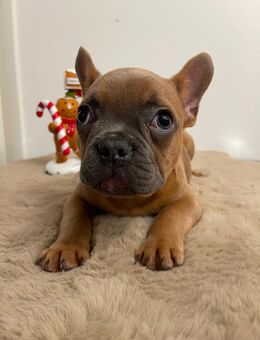 Französischer Bulldoggen-Welpe sucht Zuhause - München