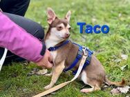 Taco sucht ein Zuhause - Elsenfeld