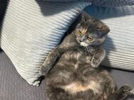 BKH Tortie - Itzehoe