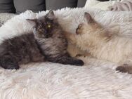 Main Coon - Perser Kitten 12 Wochen - Steinbergkirche
