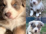 Australian Shepherd Welpen mit blauen Augen - Doberschütz