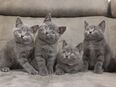 BKH - Kitten reinrassig. in 67346
