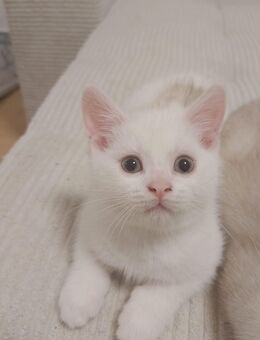 Katzen Babys - Schwerte (Hansestadt an der Ruhr)