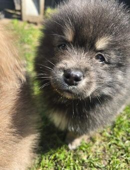 Pomsky Welpen inkl. Urlaubsbetreuung - Hörstel