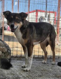 Wer hilft LUCKY AB20 aus seiner Angst? - Neuberg