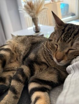 Kleiner Finn sucht ein neues Zuhause - Bargteheide