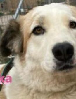 Milka - anhänglich und verspielt - Heppenheim (Bergstraße)