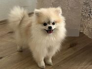 Pomeranian Rüde ca 6 Monate alt - Köln