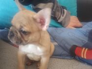 Zuckersüß französische bulldogge Welpen - Neunkirchen (Saarland)
