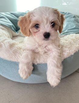 Cavalier King Charles Spaniel und Malteser - Mischling Welpen (Cavamalt) - Wilkau-Haßlau