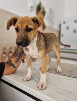 Unsere rosa sucht ein zuhause ❤️ - Niederkrüchten