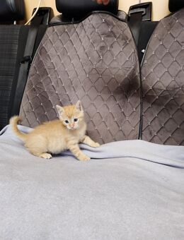 Katzen Kitten Babykatzen - Buchholz (Niedersachsen)