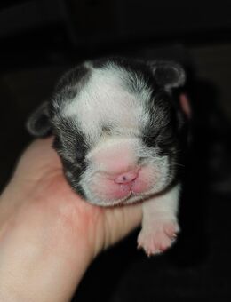 Blauer Husky-Panda Französische Bulldogge Rüde, - Nürnberg