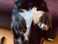 Dringend - Oreo sucht PS oder Zuhause - Kallmünz