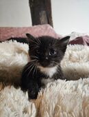 Katzenbabys 8 Stück, suchen eine zuhause!!! in 31749