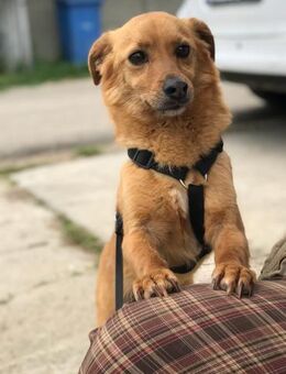 Bebe sucht seine Menschen - Neuhausen (Fildern)