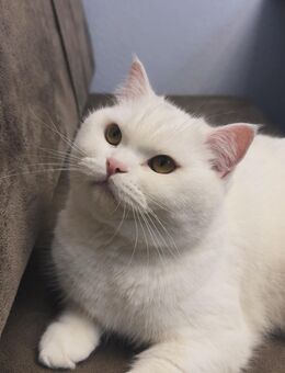 Bhk Katze verkaufen - Senden (Nordrhein-Westfalen)