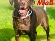 Mia5 liebe Labrador Hündin 3/19 ES - Ruppertsecken