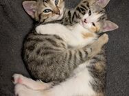 Mainecoon-Mix Kitten Babykatzen - Viersen