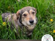 Chip 239522: Sucht ein Zuhause - Kirchzell