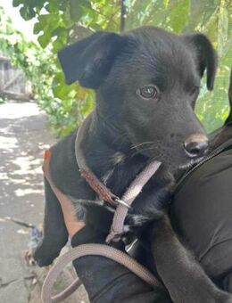 Roy wünscht sich ein tolles Hundeleben - Nordwalde