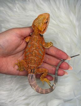 Bartagame Männchen Orange Hypo High Blue Tiger - Hünfeld (Konrad-Zuse-Stadt) Zentrum