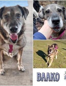 BAAKO * lieber Senior, genügsam - Duisburg