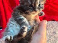 ✨ Maine Coon Kitten – 5 kleine Persönlichkeiten suchen ihr Traum-Zuhause! ✨ - Eilenburg Zentrum