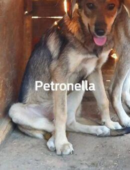 Petronella - Ellies Tochter - Dreikirchen