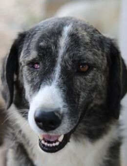 Rafaeli, geb. ca. 03/2021, lebt in GR - Markdorf