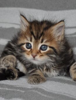 Typvolle Sibirische Kitten mit Stammbaum - Zell (Aichelberg)