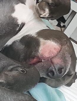 American Staffi Terrier Hündin in gute Hände abzugeben - Gera