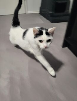 Katze abzugeben // Für Leute die nur eine Katze haben wollen - Bielefeld