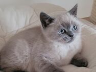 Britisch Kurzhaar Kitten - BKH Kitten - Katzenbabys - Babykatzen - Herrenberg