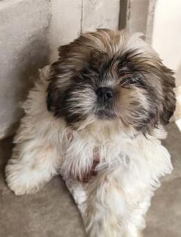 BUSTER ein Shih Tzu Welpen Bun - Wettenberg
