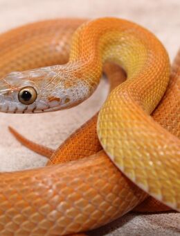 1,0 Toffee Tessera Striped het. Kastanie, Ultra Kornnatter - Lüneburg