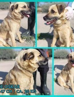 Oskar junger Schäferhund Mischling Rüde - Margetshöchheim