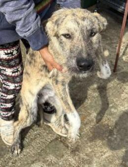 Hübscher RUDI sucht seine Familie - Neuberg