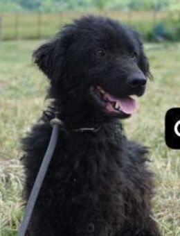 Ovcica klein, schwarz, zauberhaft! - Kissing